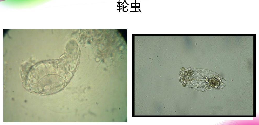 活性污泥中毒的原因及控制調節- 活性污泥中毒的原因及控制調節-