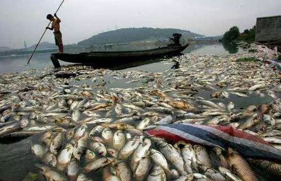 氨氮超標(biāo)有哪些危害?怎么處理氨氮超標(biāo)?- 氨氮超標(biāo)有哪些危害?怎么處理氨氮超標(biāo)?-