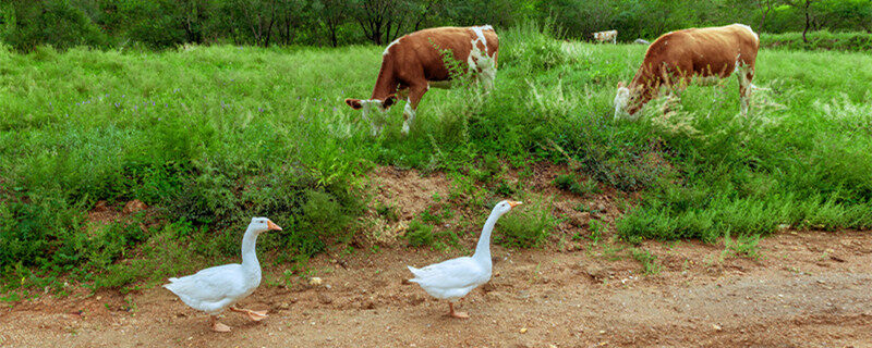 上海環(huán)保展|微生物技術(shù)新突破：構(gòu)建”生物電網(wǎng)”實(shí)現(xiàn)抗生素高效降解